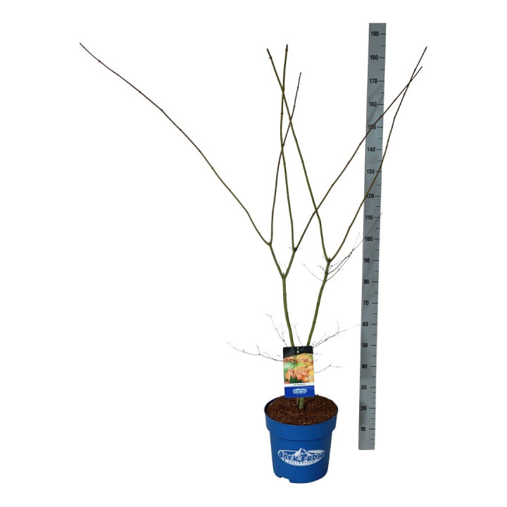 Klevas (Lot Acer) 'North Wind' C15 125-150 CM