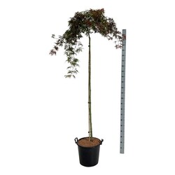 Klevas plaštakinis (Lot Acer pal.) 'Orangeola' C30 STIEBAS 160 CM - nuotrauka 2