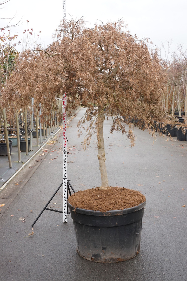 Klevas plaštakinis (Lot Acer pal.) 'Ornatum' C230 STIEBAS 80 CM