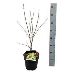 Klevas plaštakinis (Lot Acer pal.) 'Osakazuki' C5/P23 40-50 CM - nuotrauka 1