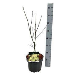 Klevas plaštakinis (Lot Acer pal.) 'Osakazuki' C5/P23 40-50 CM - nuotrauka 2