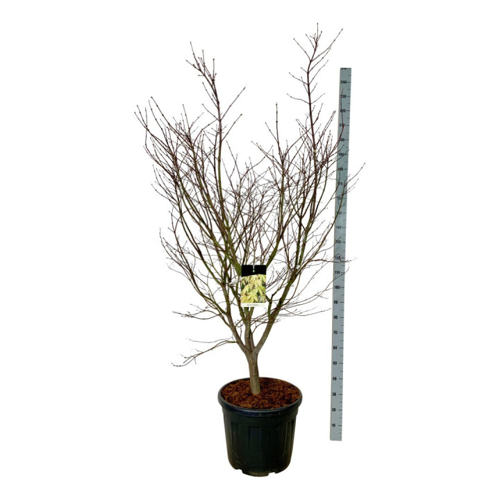 Klevas plaštakinis (Lot Acer pal.) 'Osakazuki' C55 150-175CM EXTRA