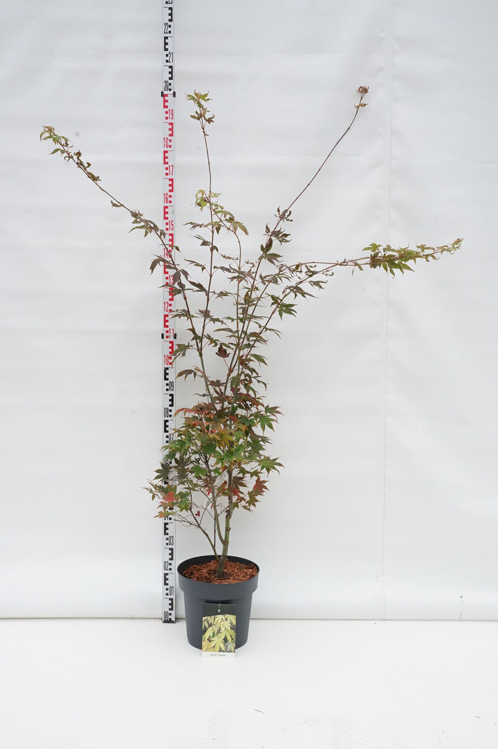 Klevas plaštakinis (Lot Acer pal.) 'Osakazuki' C14 100-125 CM