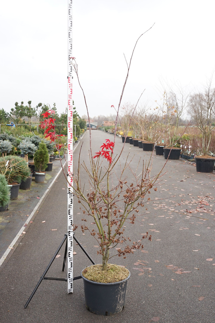 Klevas plaštakinis (Lot Acer pal.) 'Osakazuki' C35 120-140 CM