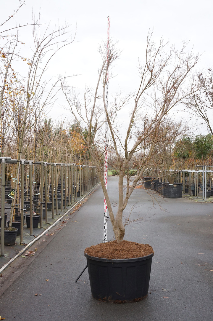 Klevas plaštakinis (Lot Acer pal.) 'Polymorphum' C290 250-300 CM DAUGEKAMIENIS