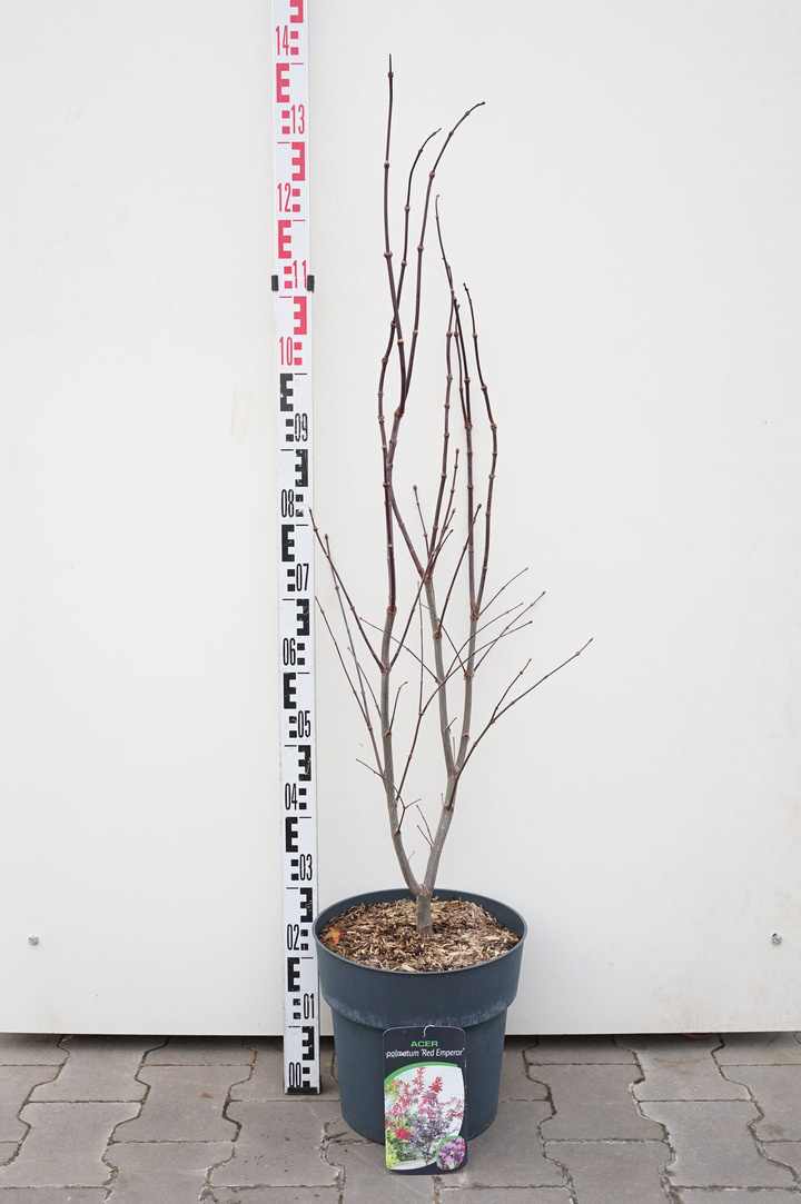 Klevas plaštakinis (Lot Acer pal.) 'Red Emperor' C12 60-80 CM