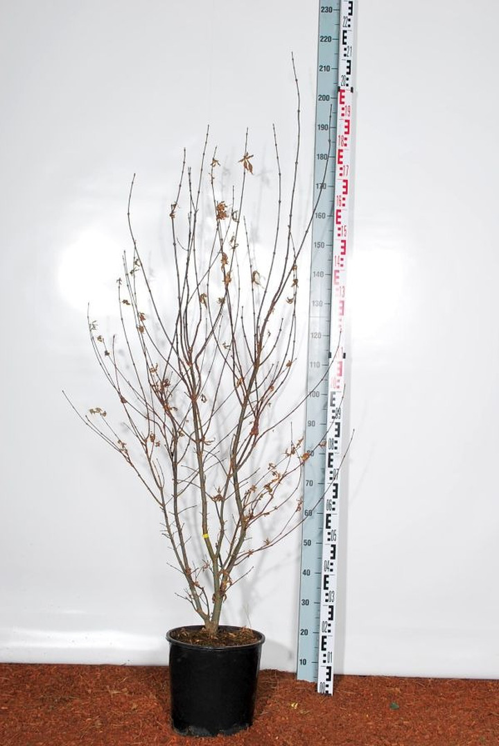 Klevas plaštakinis (Lot Acer pal.) 'Skeeter's Broom' C35 175-200 CM