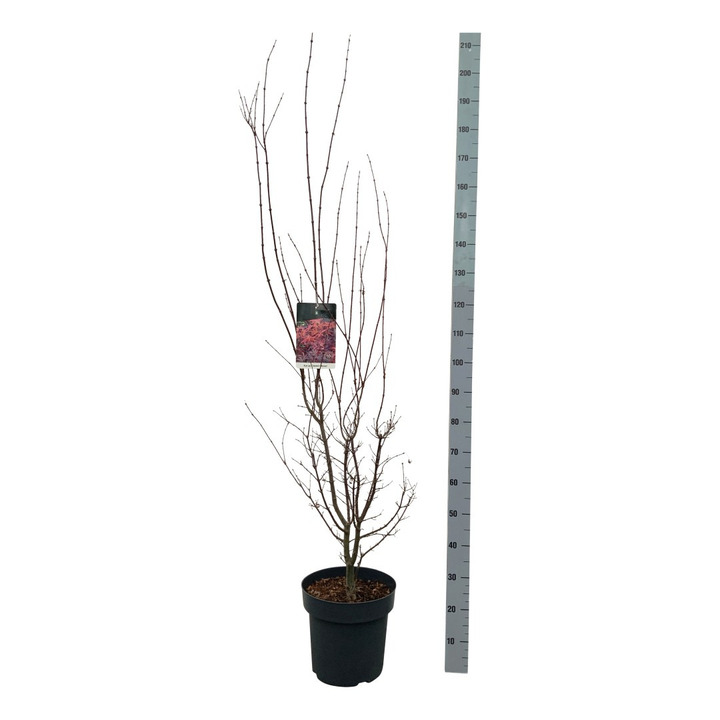 Klevas plaštakinis (Lot Acer pal.) 'Skeeter's Broom' C14 125-150 CM
