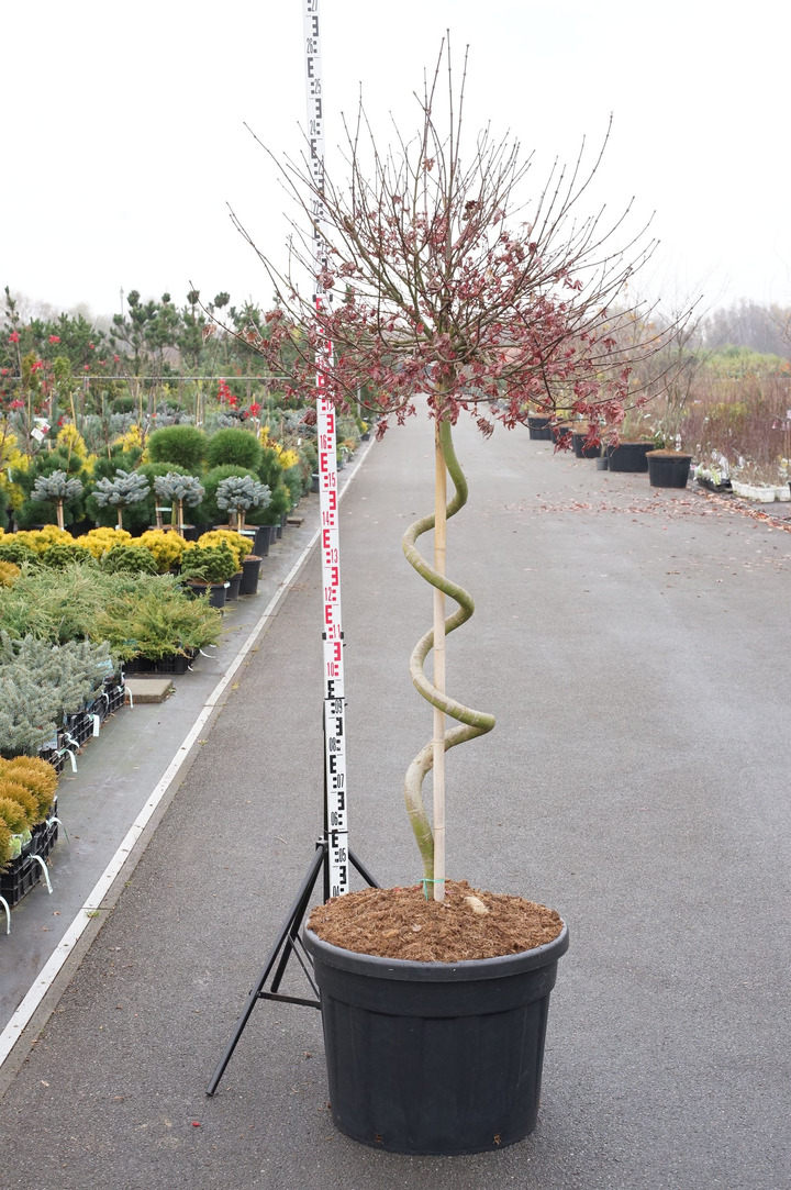 Klevas plaštakinis (Lot Acer pal.) 'Skeeter's Broom' C130 STIEBAS 125 CM