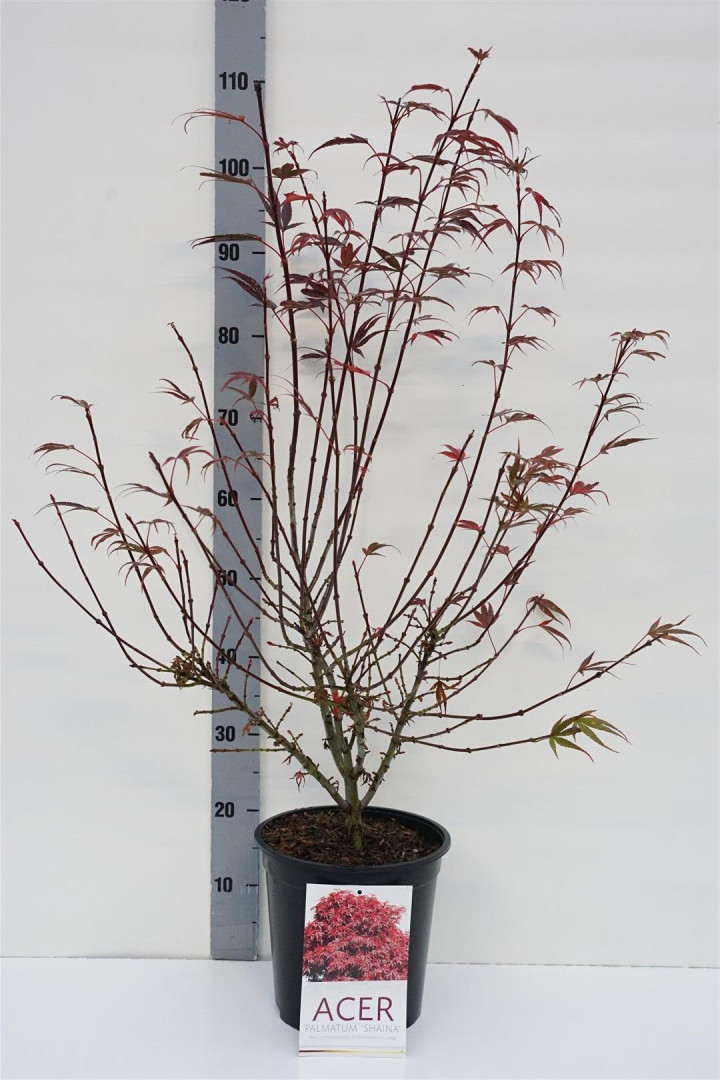 Klevas plaštakinis (Lot Acer pal.) 'Shaina' C5/P23 60-70 CM