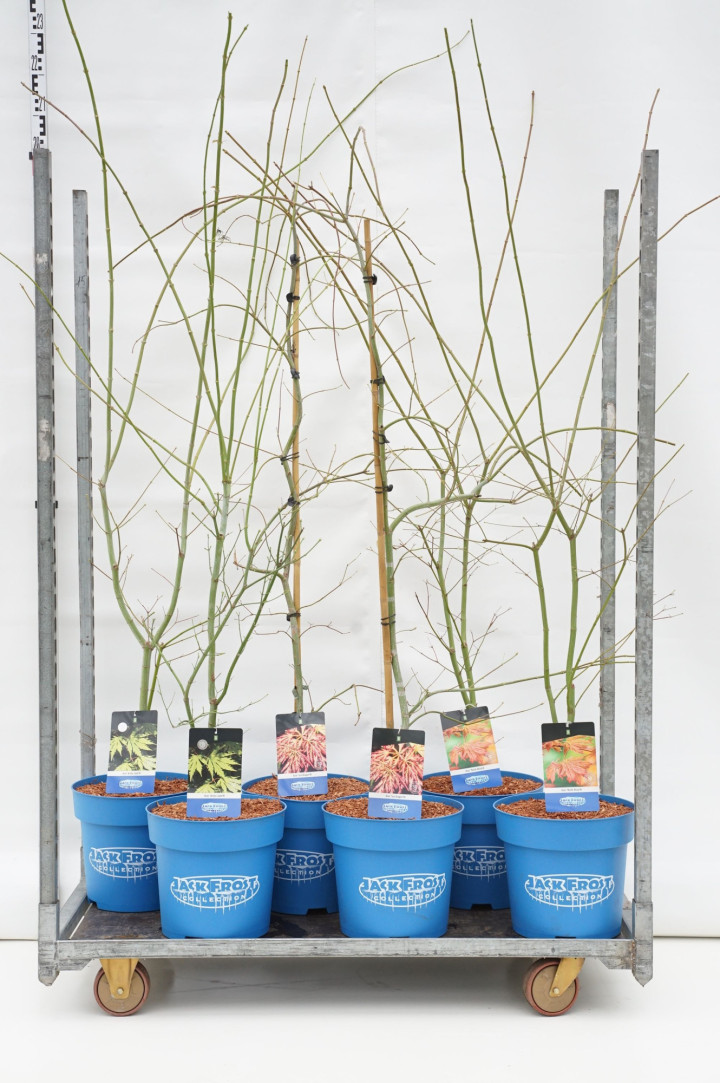 Klevas (Lot Acer) C15 125-150 CM