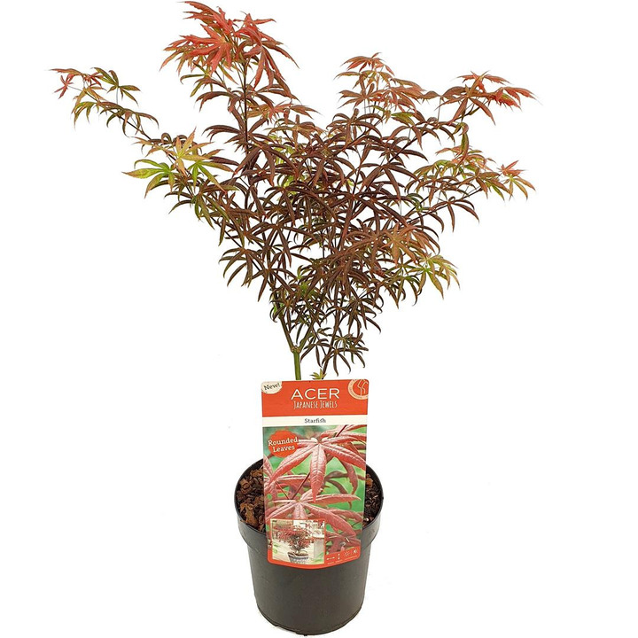 Klevas plaštakinis (Lot Acer pal.) 'Starfish' C3/P19 40-50 CM