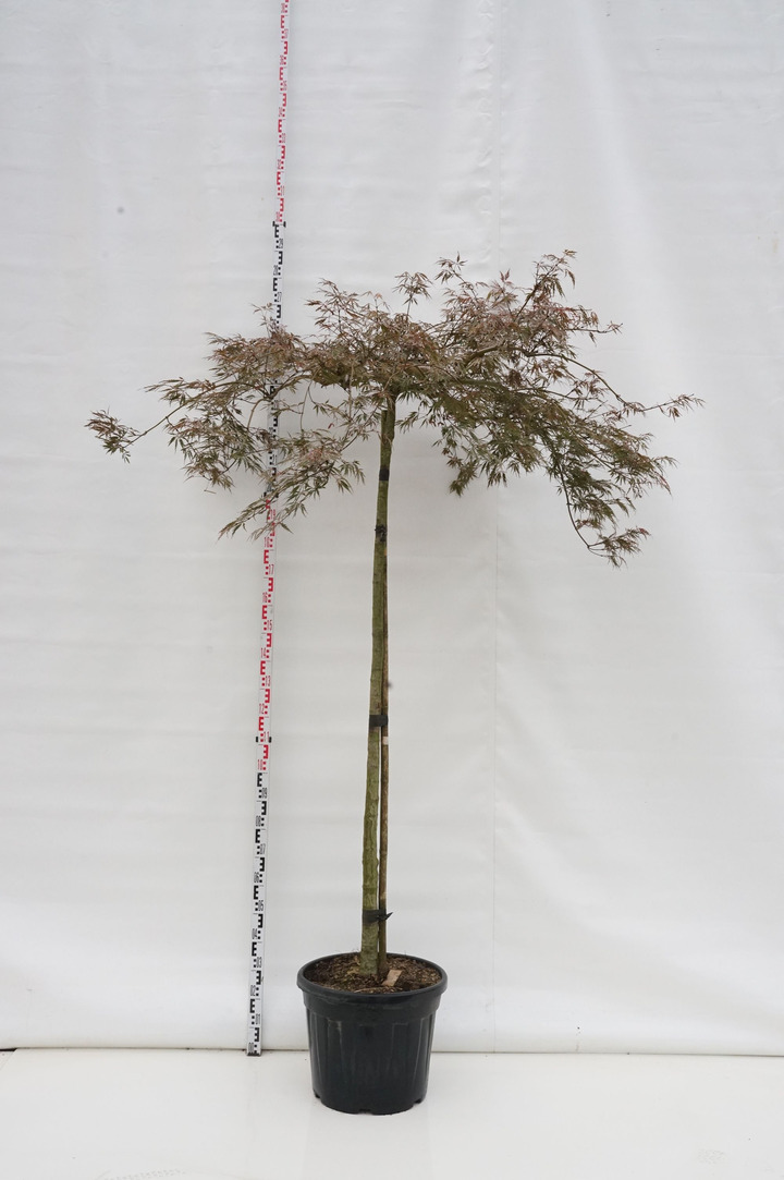 Klevas plaštakinis (Lot Acer pal.) 'Tamukeyama' C50 STIEBAS 180 CM KAMIENO APIMTIS 10-12 CM
