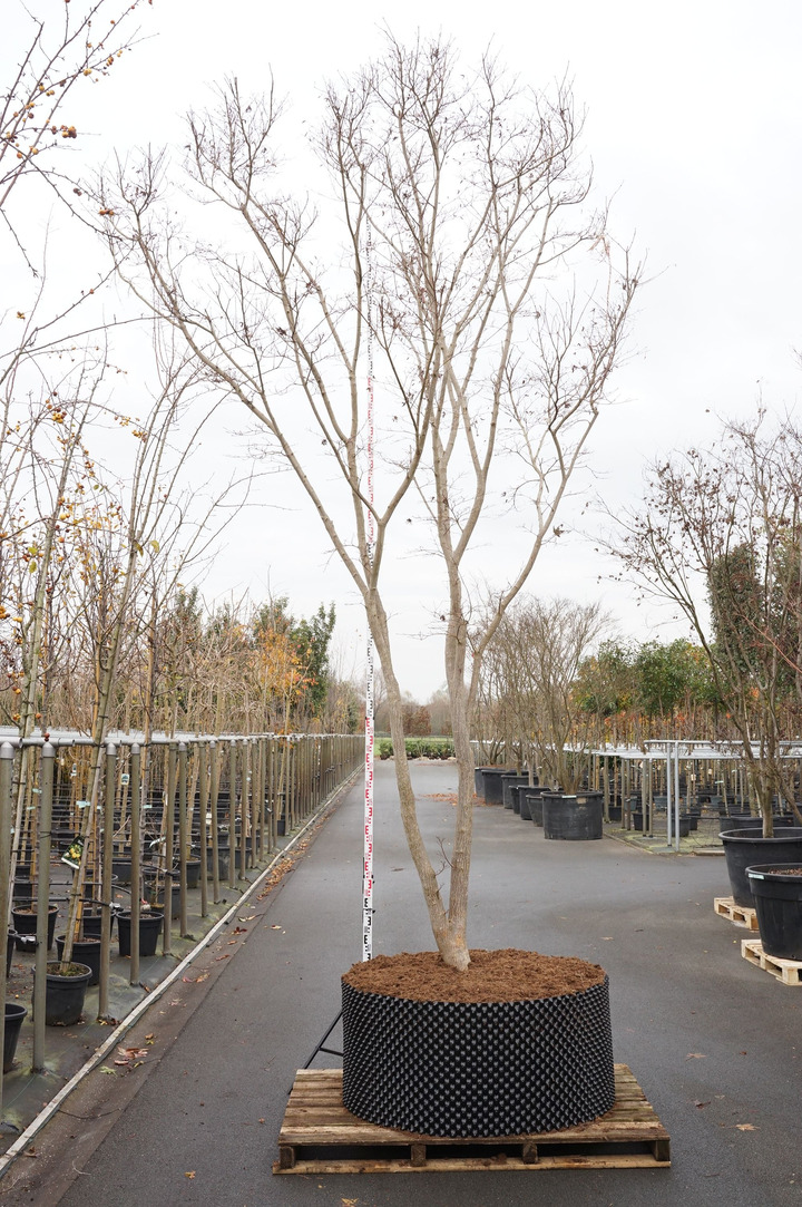 Klevas plaštakinis (Lot Acer pal.) 'Trompenburg' C750 450/+ CM SOLITAIR