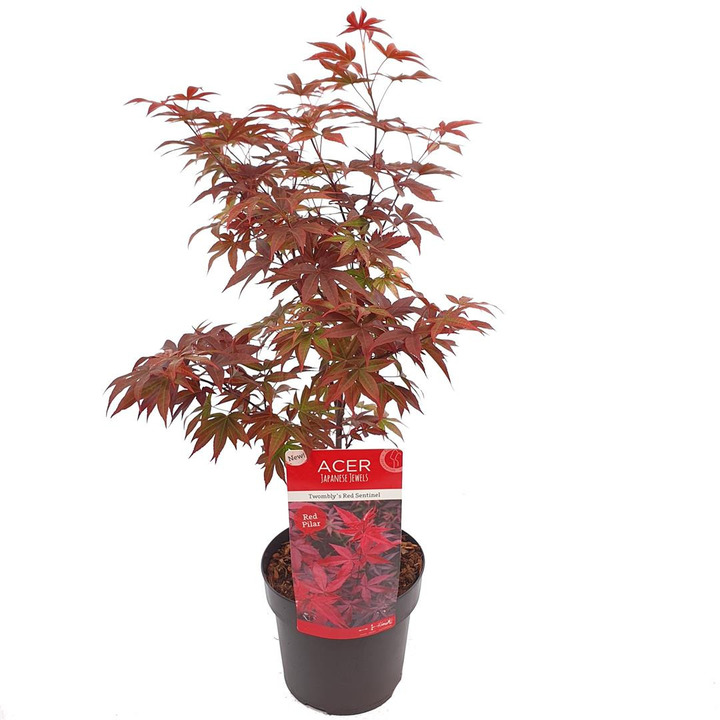 Klevas plaštakinis (Lot Acer pal.) 'Twombly's Red Sentinel' C3/P19 40-50 CM