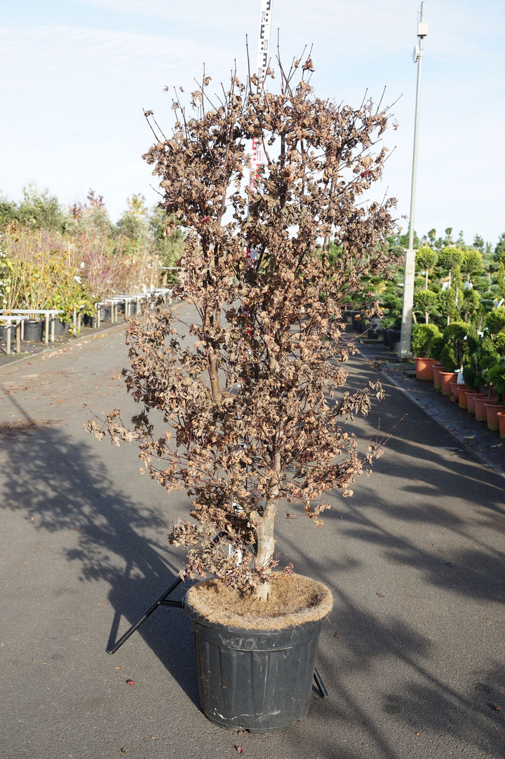 Klevas plaštakinis (Lot Acer pal.) 'Twombly's Red Sentinel' C50 175-200CM EXTRA