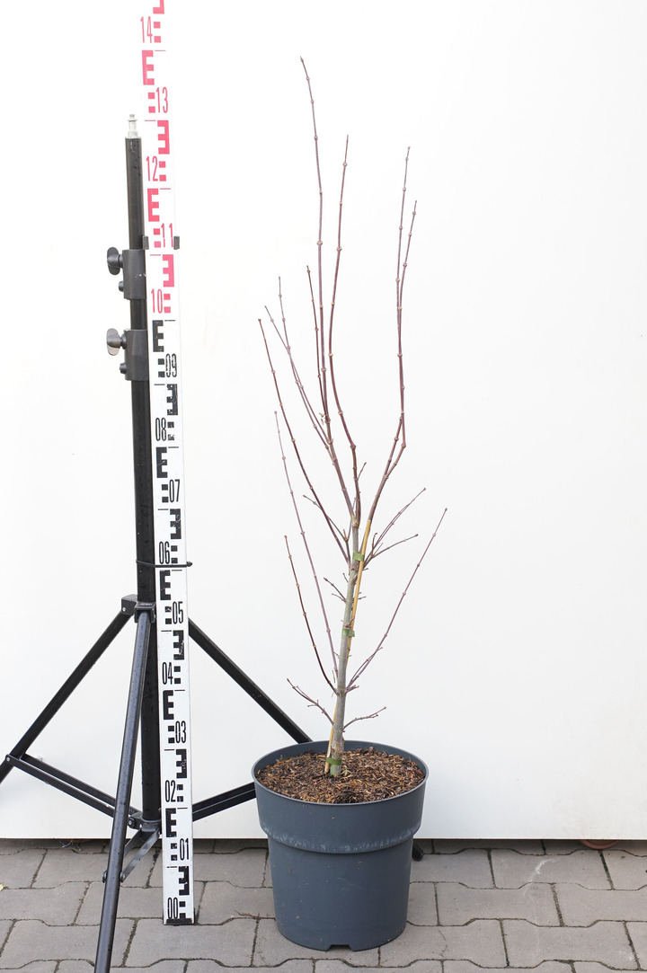 Klevas plaštakinis (Lot Acer pal.) 'Twombly's Red Sentinel' C12 60-80 CM