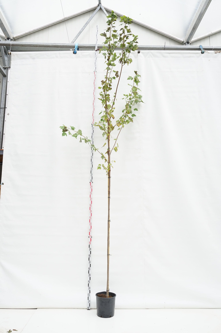 Klevas raudonasis (Lot Acer rubrum) 'Scanlon' C18 KAMIENO APIMTIS 8-10 CM STANDARD