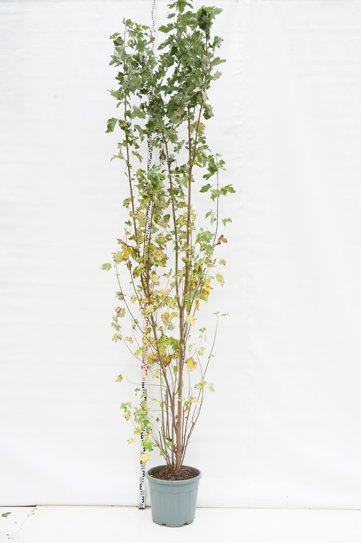 Klevas raudonasis (Lot Acer rubrum) C35 250-300 CM