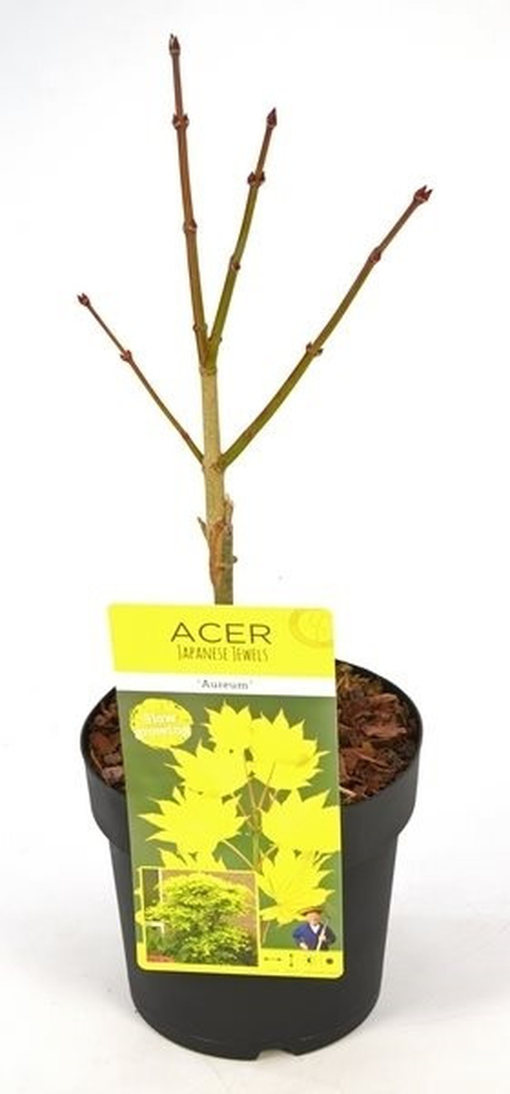Klevas geltonasis (Lot Acer shirasawanum) 'Aureum' C3/P19 40-50 CM
