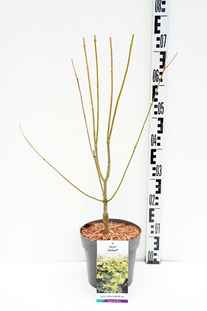 Klevas geltonasis (Lot Acer shirasawanum) 'Jordan' C3/P19 30-40 CM