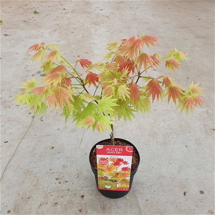 Klevas geltonasis (Lot Acer shirasawanum) 'Moonrise' C3/P19 40-50 CM