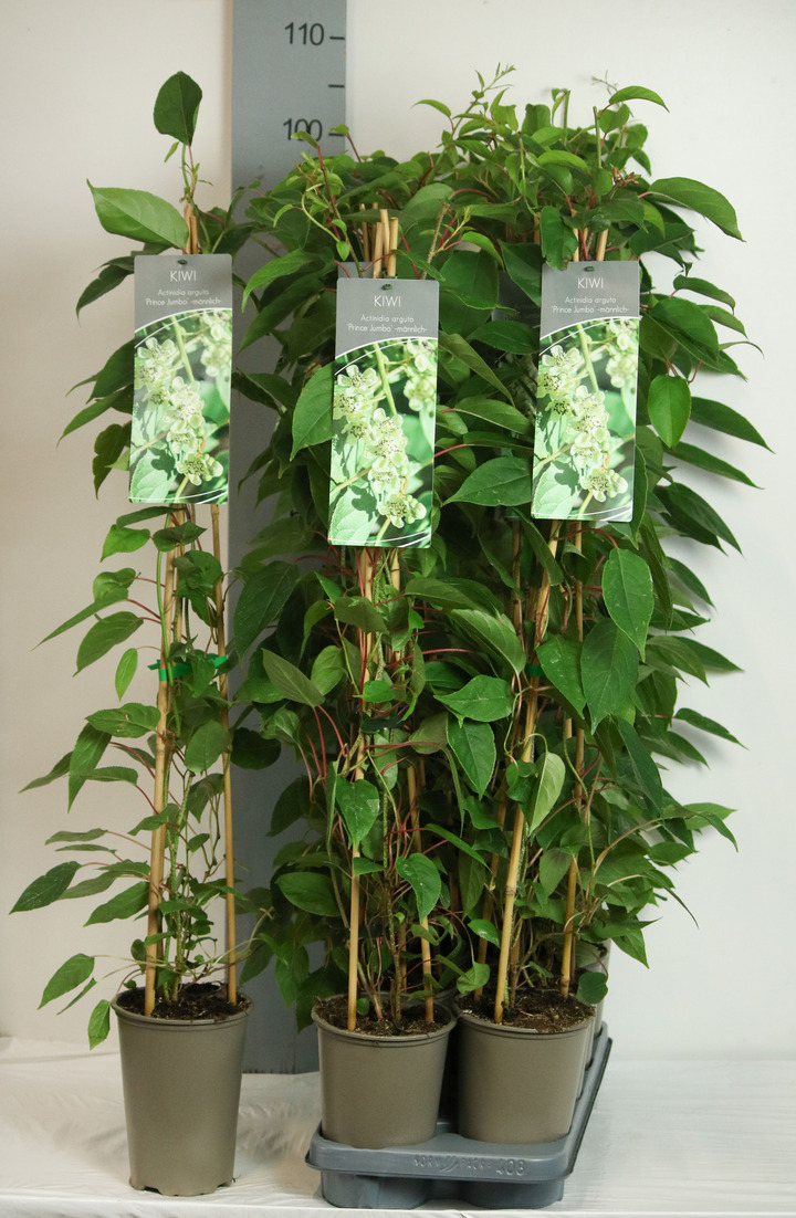 Aktinidija smailialapė (Lot Actinidia arguta) 'Prince Jumbo' C2/P17 60-80 CM