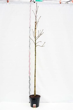 Kaštonas rausvažiedis (Lot Aesculus carnea) 'Briotii' C30 KAMIENO APIMTIS 10-12 CM STANDARD
