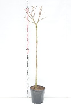 Kaštonas raudonžiedis (Lot Aesculus pavia) C20 STIEBAS 140 CM