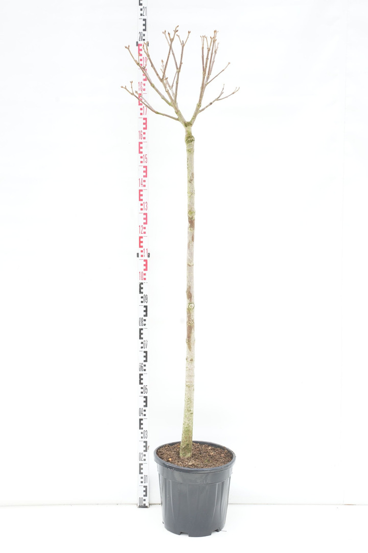 Kaštonas raudonžiedis (Lot Aesculus pavia) C20 STIEBAS 140 CM