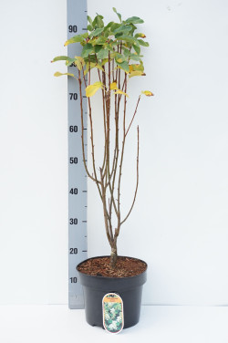 Medlieva alksnialapė (Lot Amelanchier aln.) 'Obelisk' C5/P23 60-80 CM