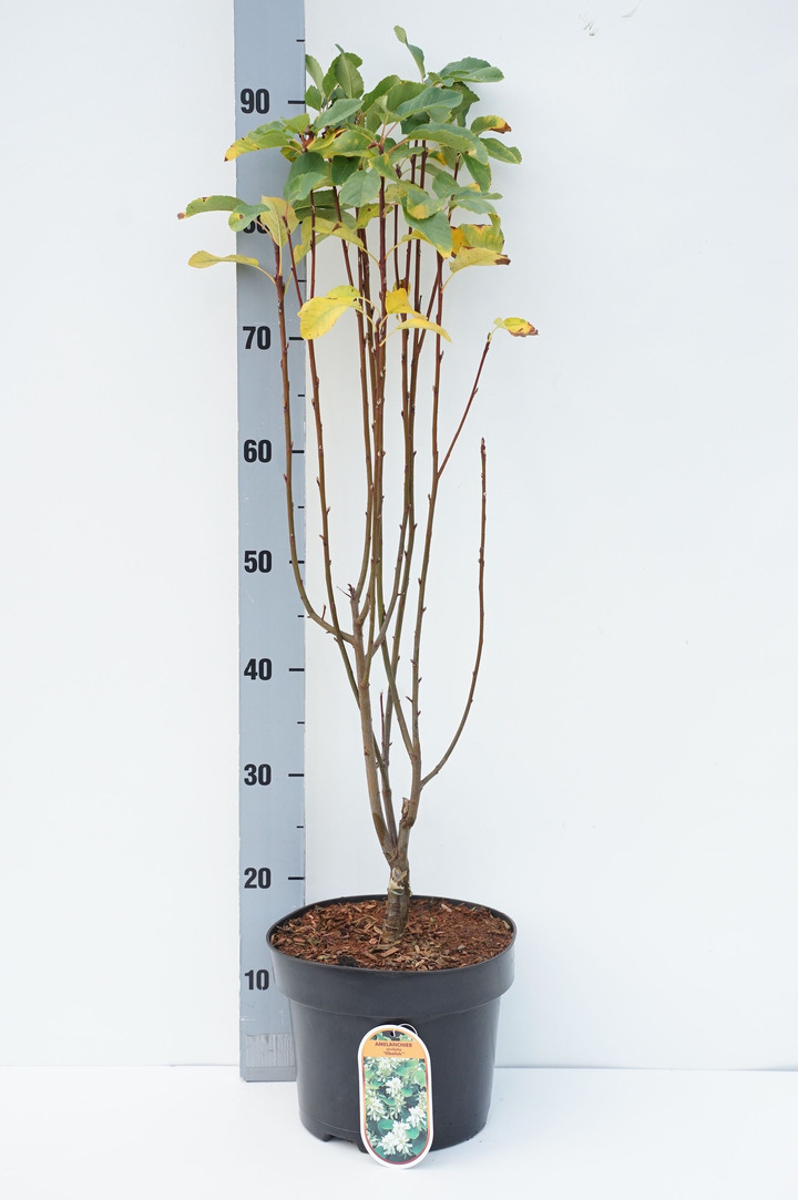 Medlieva alksnialapė (Lot Amelanchier aln.) 'Obelisk' C5/P23 60-80 CM