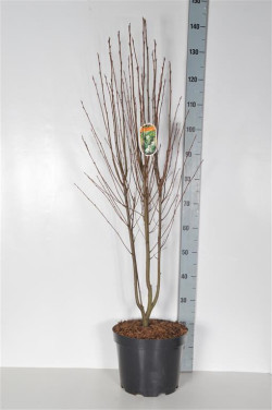 Medlieva alksnialapė (Lot Amelanchier aln.) 'Obelisk' C10 100-125 CM