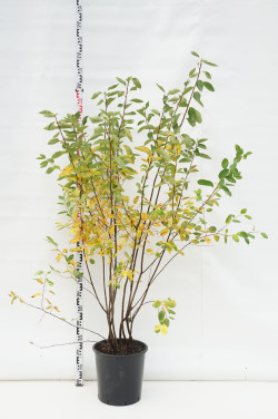 Medlieva lamarko (Lot Amelanchier lamarckii) C25 150-175 CM
