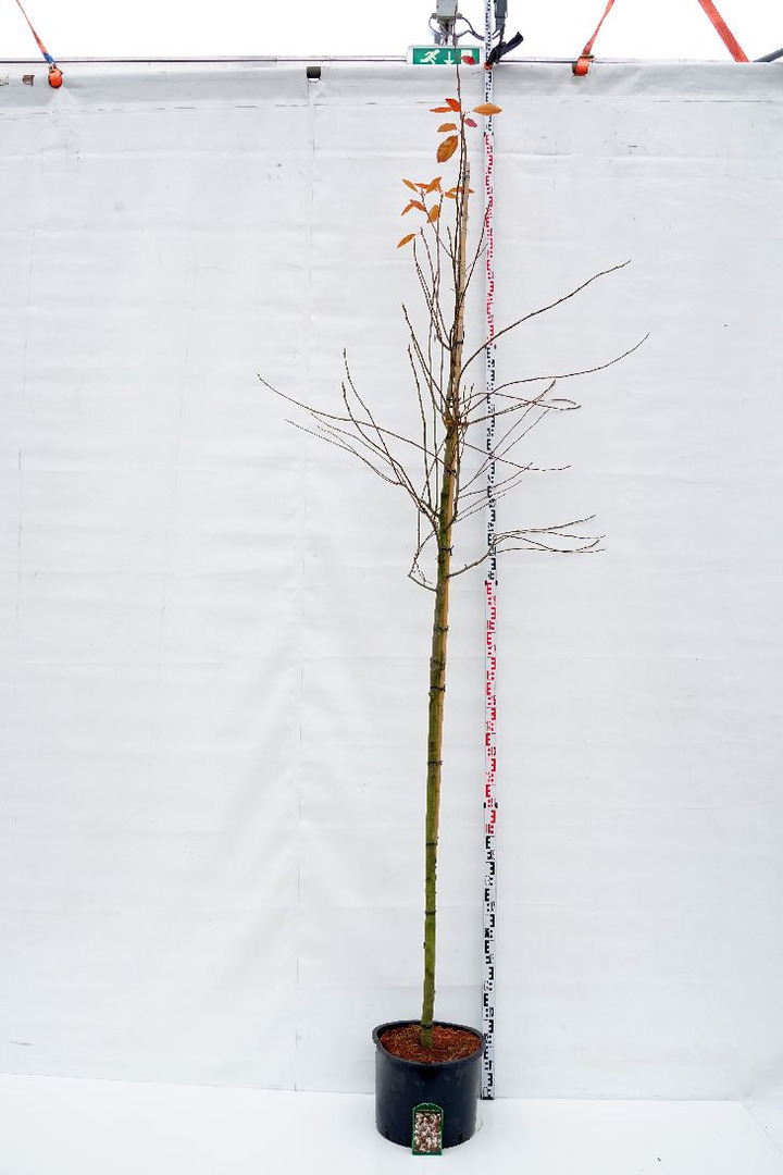Medlieva lamarko (Lot Amelanchier lamarckii) C35 KAMIENO APIMTIS 10-12 CM STANDARD