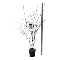 Medlieva lamarko (Lot Amelanchier lamarckii) C15 150-175 CM - nuotrauka 2