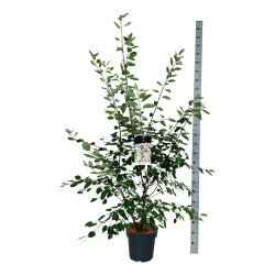 Medlieva lamarko (Lot Amelanchier lamarckii) C15 150-175 CM - nuotrauka 1
