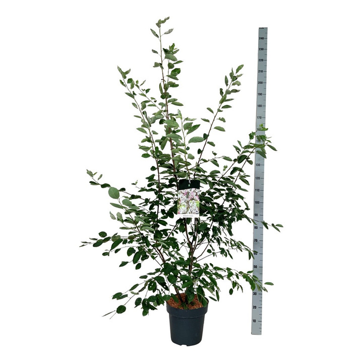 Medlieva lamarko (Lot Amelanchier lamarckii) C15 150-175 CM