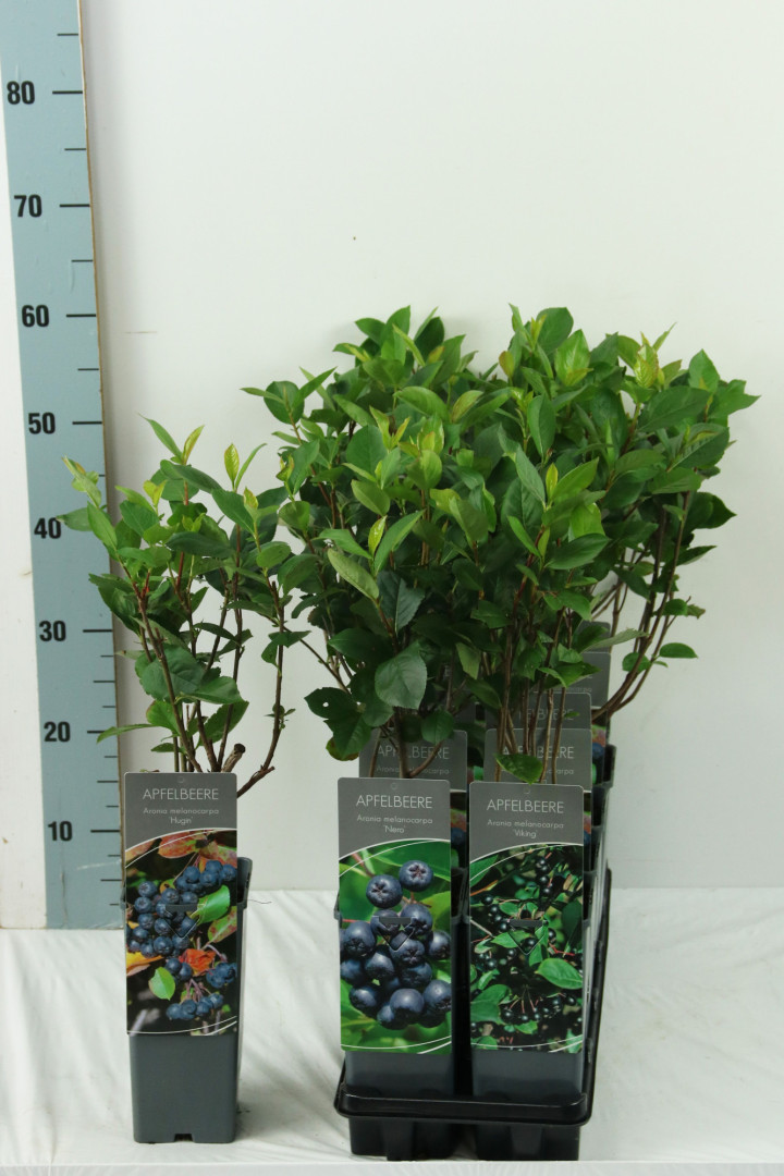 Aronija MIX (Lot Aronia in) C2/P17 30-40 CM