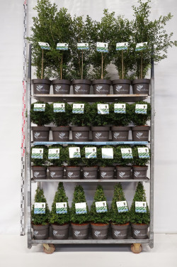 Buksmedis BetterBuxus® (Lot BetterBuxus) 'Skylight' MIX CC