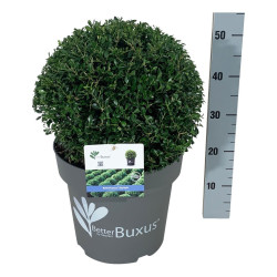 Buksmedis BetterBuxus® (Lot BetterBuxus) 'Skylight' 35-40 CM BALL P31/C14