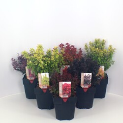 Raugerškis MIX (Lot Berberis in) C2/P17 40/+ CM