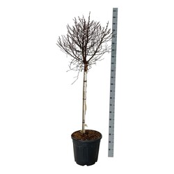 Beržas karpotasis (Lot Betula p.) 'Magical Globe' C30 STIEBAS 90 CM - nuotrauka 1