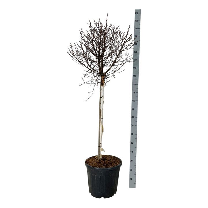 Beržas karpotasis (Lot Betula p.) 'Magical Globe' C30 STIEBAS 90 CM