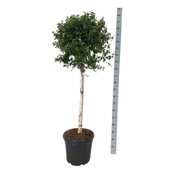 Beržas karpotasis (Lot Betula p.) 'Magical Globe' C30 STIEBAS 90 CM - nuotrauka 2