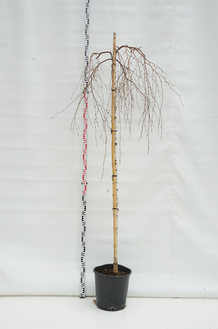 Beržas karpotasis (Lot Betula p.) 'Youngii' C25 STIEBAS 180 CM KAMIENO APIMTIS 8-10 CM