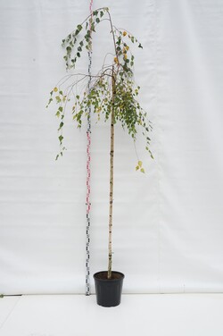 Beržas karpotasis (Lot Betula p.) 'Youngii' C20 STIEBAS 220 CM KAMIENO APIMTIS 8-10 CM