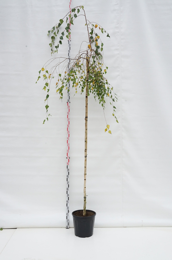 Beržas karpotasis (Lot Betula p.) 'Youngii' C20 STIEBAS 220 CM KAMIENO APIMTIS 8-10 CM