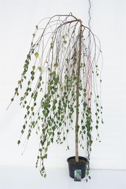 Beržas karpotasis (Lot Betula p.) 'Youngii' C20 STIEBAS 220 CM KAMIENO APIMTIS 10-12 CM