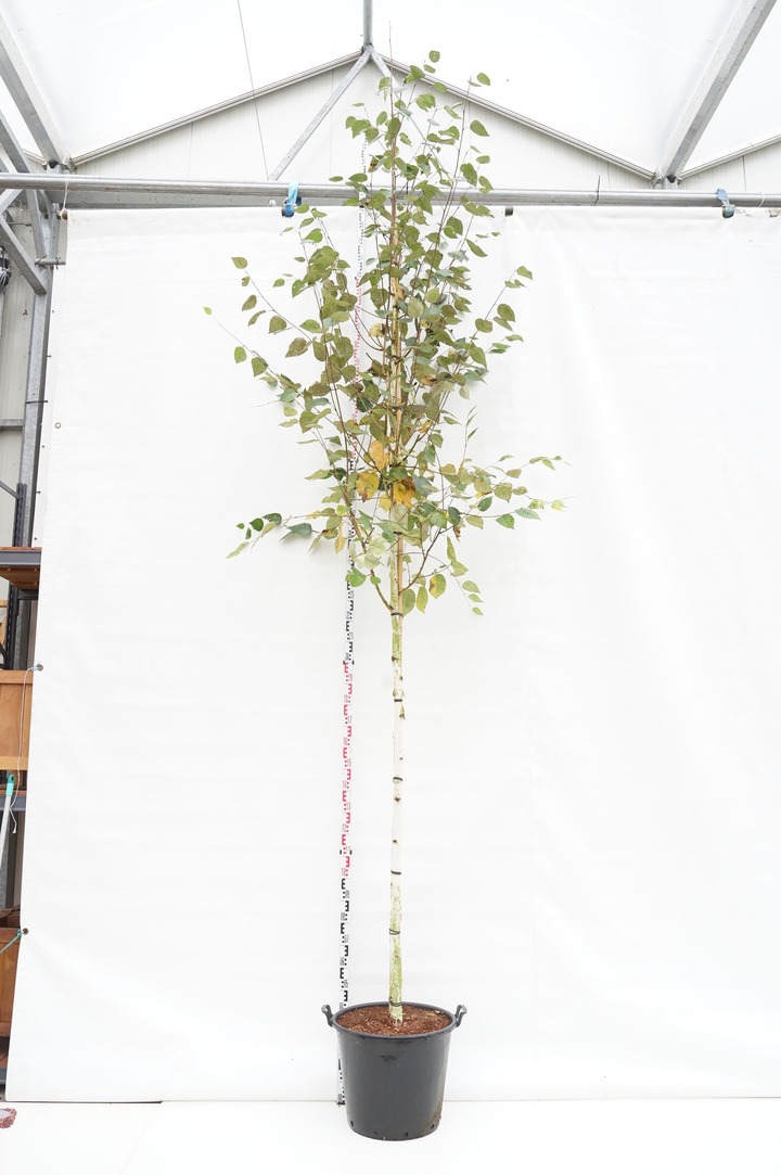Beržas himalajinis (Lot Betula ut.) 'Doorenbos' C70 KAMIENO APIMTIS 12-14 CM STANDARD
